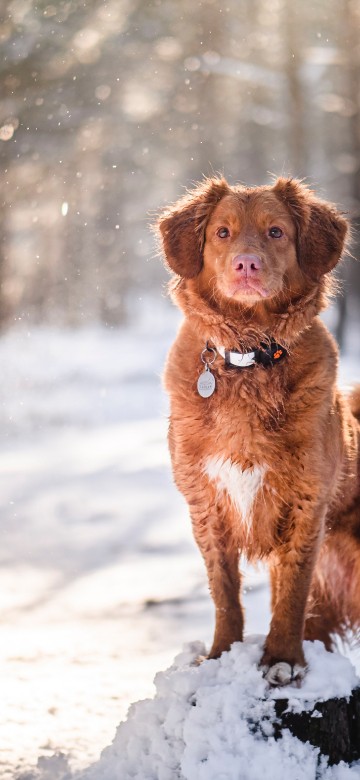 Image retriever, golden retriever, labrador retriever, puppy, nova scotia duck tolling retriever