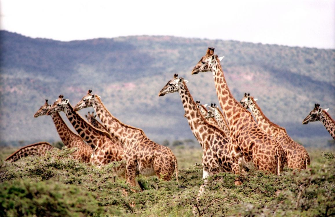 Girafes Brunes et Noires Sur Terrain D'herbe Verte Pendant la Journée. Wallpaper in 1920x1244 Resolution