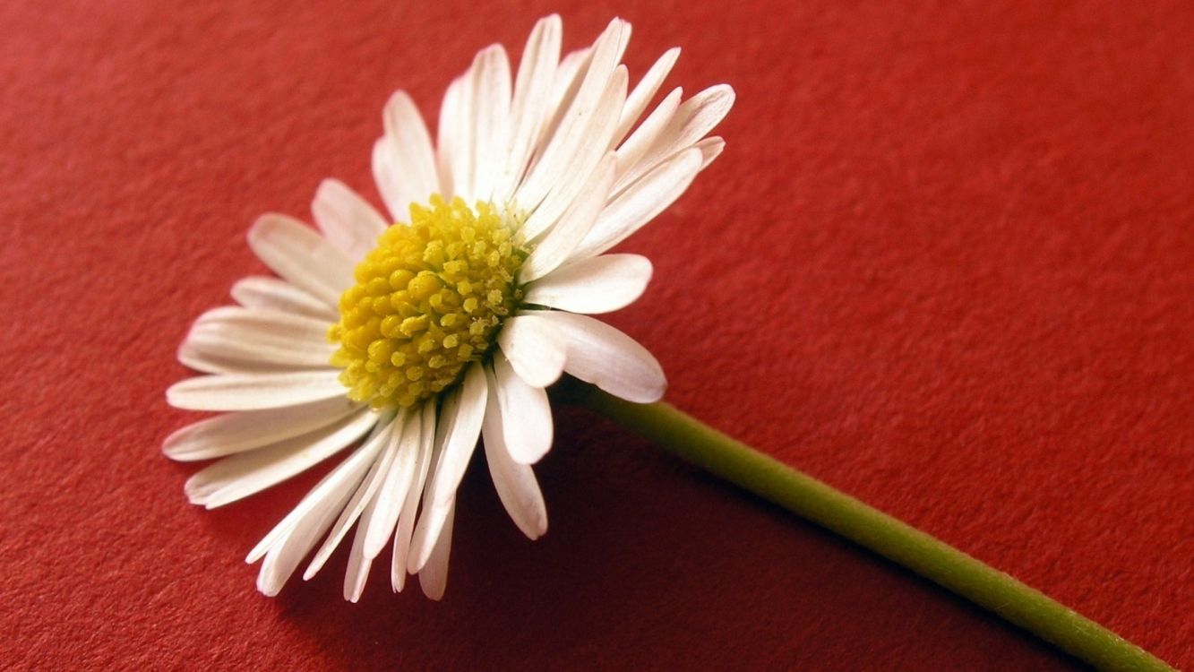 White Daisy on Red Textile. Wallpaper in 2560x1440 Resolution