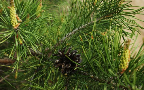 Image black pine cone on green grass during daytime