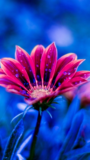 Image red and white flower in tilt shift lens
