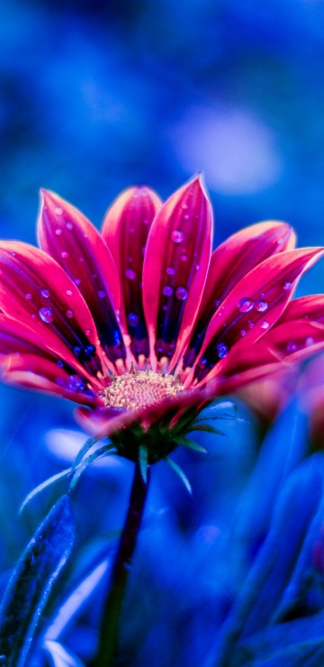 Image red and white flower in tilt shift lens