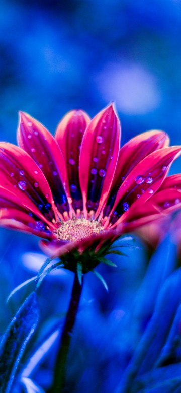 Image red and white flower in tilt shift lens
