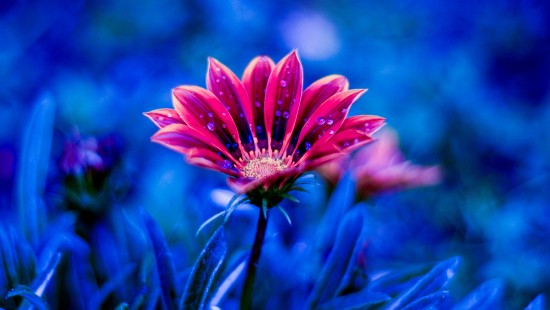 Image red and white flower in tilt shift lens