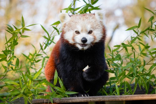 Image red panda on green grass during daytime