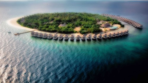 Image aerial view of green trees and body of water during daytime