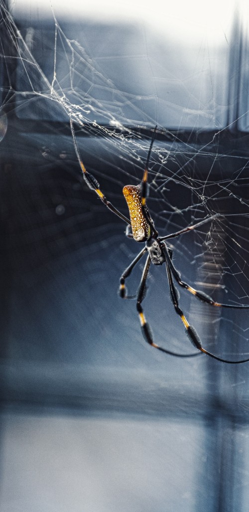 Image black and yellow spider on web