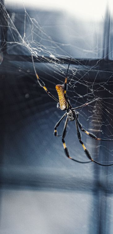 black and yellow spider on web