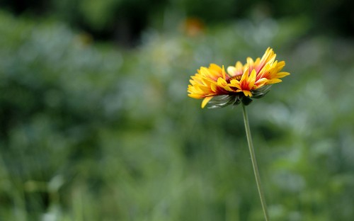 Image yellow flower in tilt shift lens