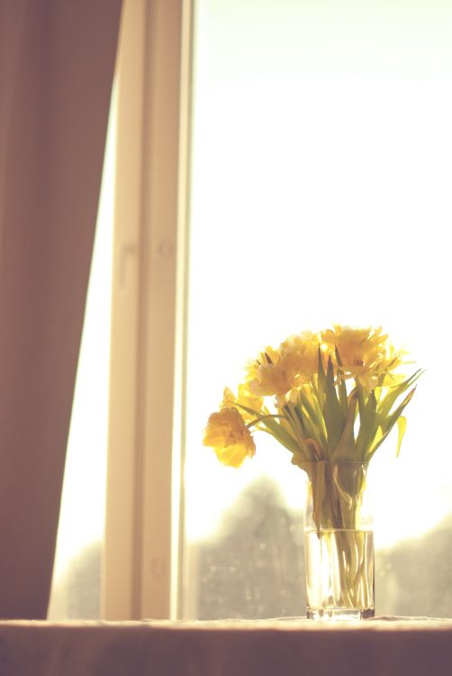 yellow flowers in clear glass vase