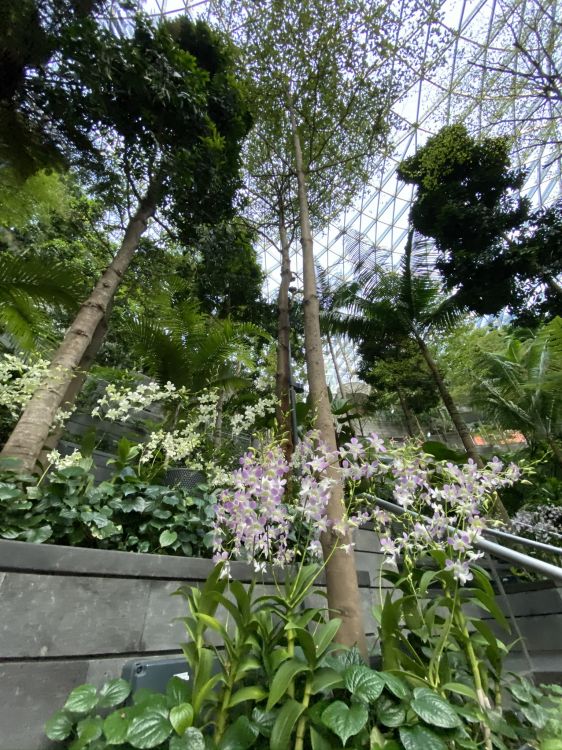 显花植物, 科学, 生物学, 物理学, 灌木 壁纸 1536x2048 允许