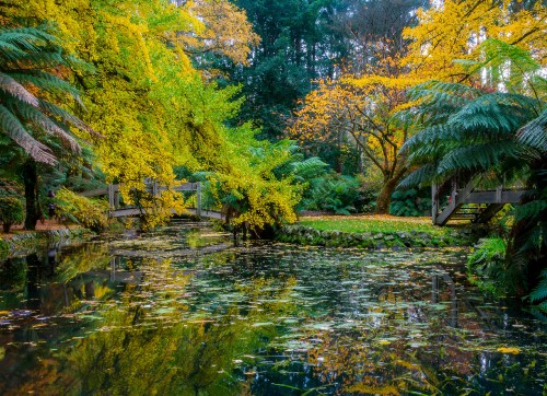 Image green and brown trees beside river during daytime