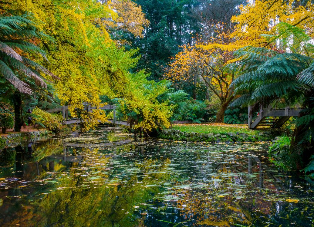 green and brown trees beside river during daytime