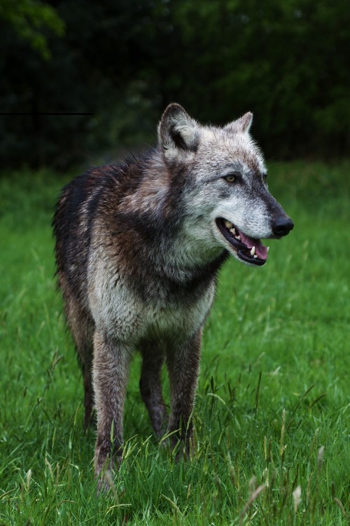 Image brown wolf on green grass during daytime