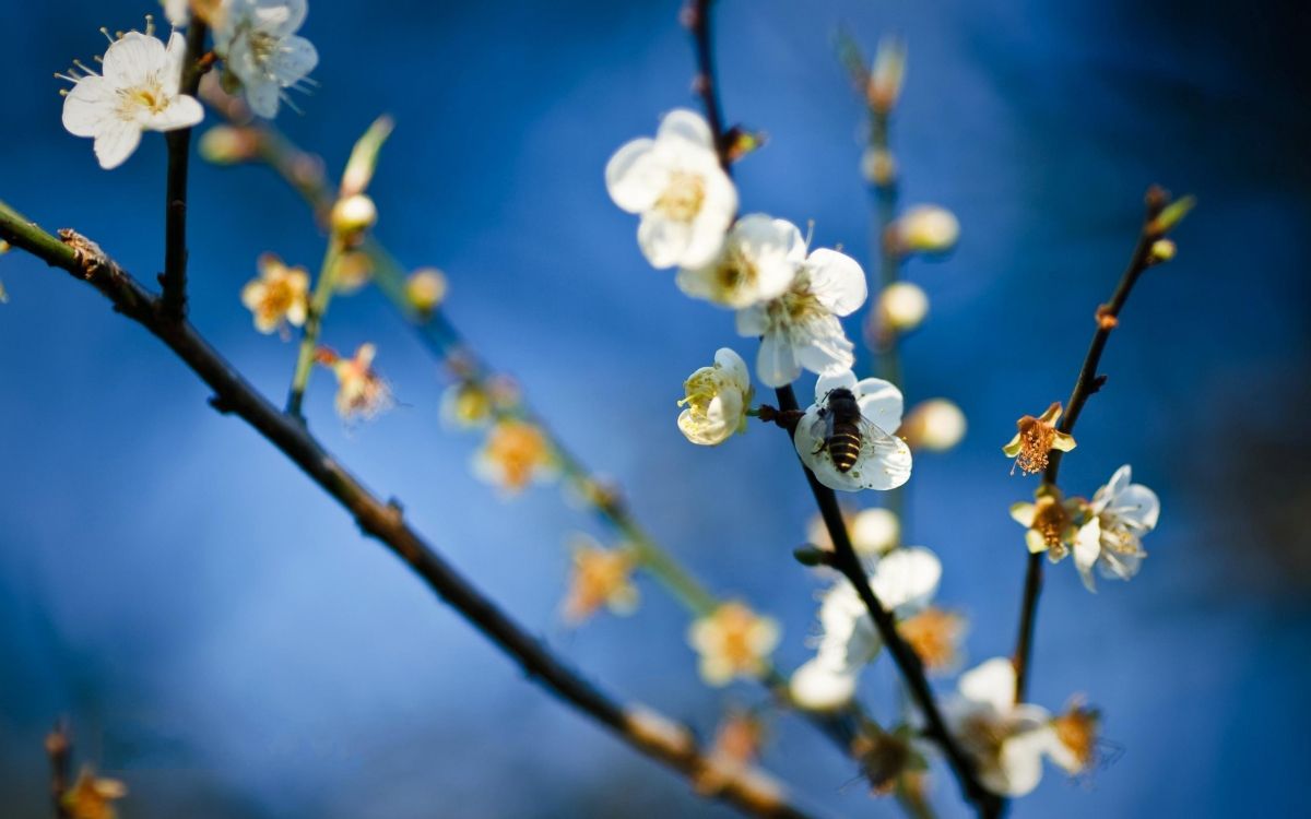 white flower buds in tilt shift lens