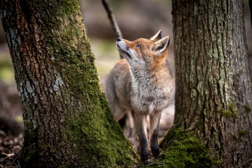 Image spirit animal is a gemini, fox, red fox, wolf, african wild dog