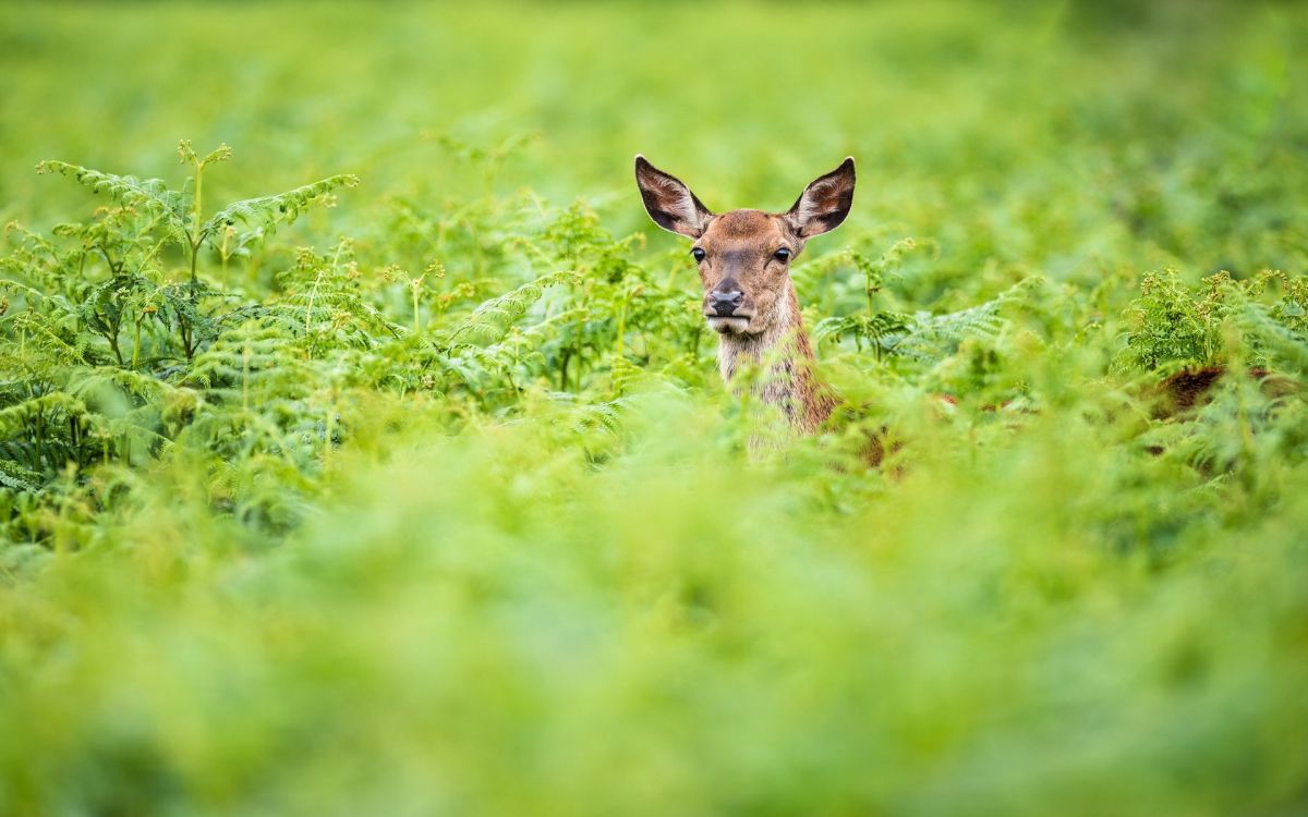 Cerf Brun Sur L'herbe Verte Pendant la Journée. Wallpaper in 1920x1200 Resolution