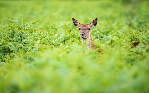 Image brown deer on green grass during daytime