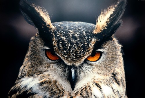 Image brown and white owl in close up photography