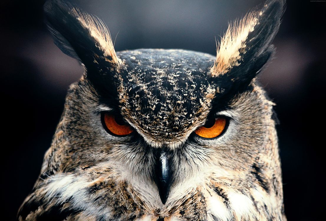 brown and white owl in close up photography