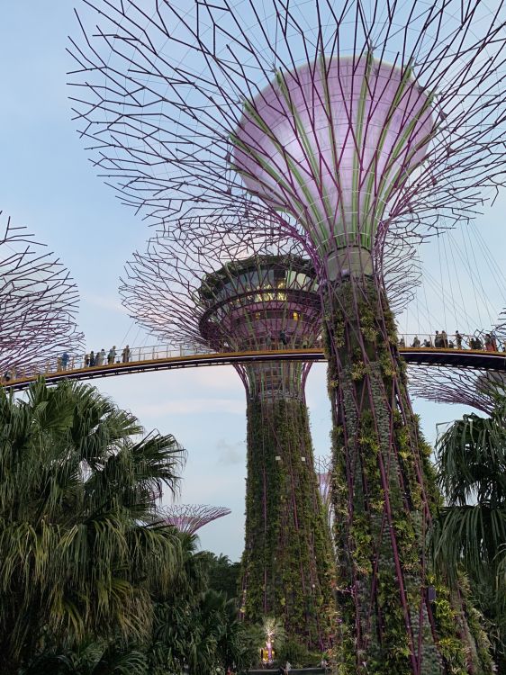 Singapur, Yachthafen Stadtpark, Palme, Dattelpalme, Wahrzeichen. Wallpaper in 1536x2048 Resolution