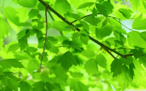 Image green leaves in tilt shift lens