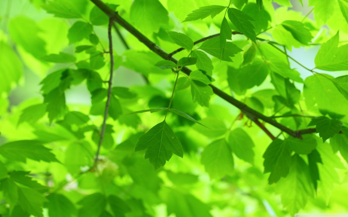 green leaves in tilt shift lens