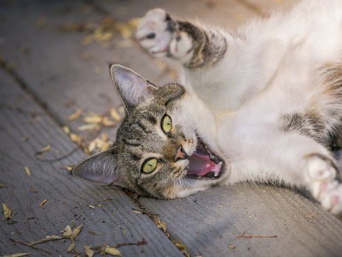 Image white and black cat lying on grey concrete floor