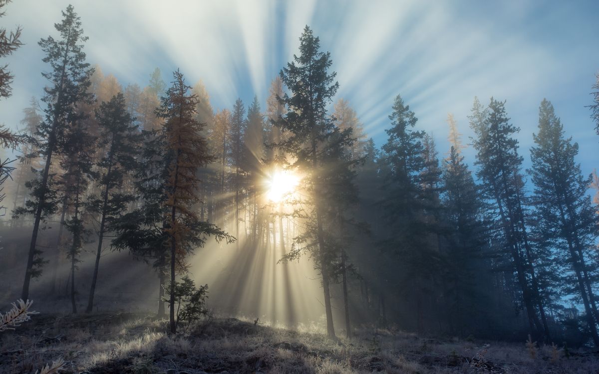 sun rays coming through trees