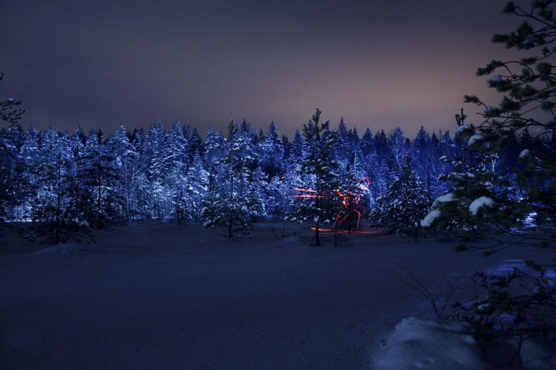 pine trees covered with snow during night time