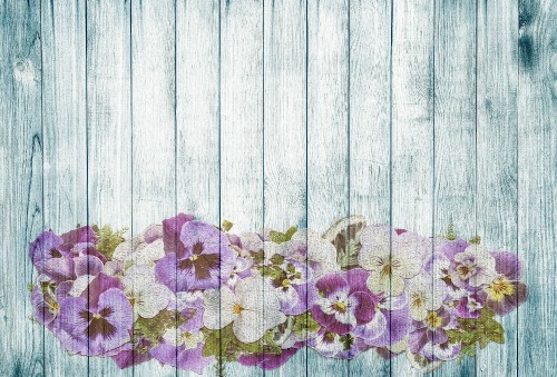 Image purple and white flowers on gray wooden surface