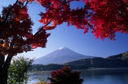 Image red and brown leaves tree near body of water and mountain during daytime