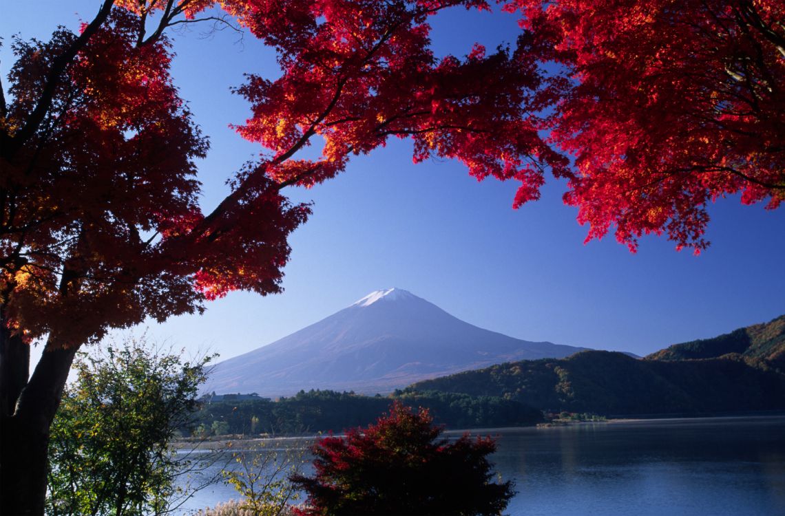 red and brown leaves tree near body of water and mountain during daytime