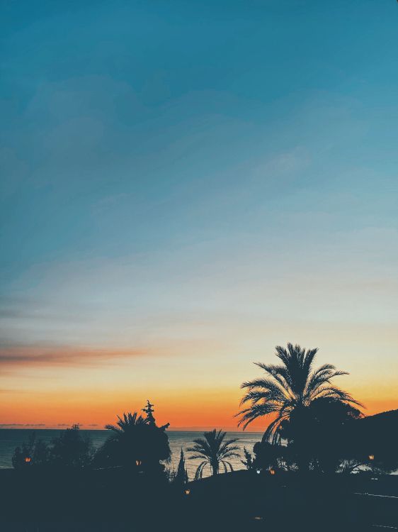 Feuille, Horizon, Orange, Ambre, Plantes Ligneuses. Wallpaper in 3024x4032 Resolution