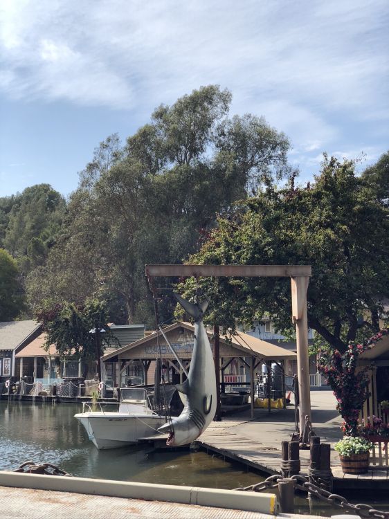 Agua, Ciencia, Biología, Maceta, Moto de Agua. Wallpaper in 1536x2048 Resolution