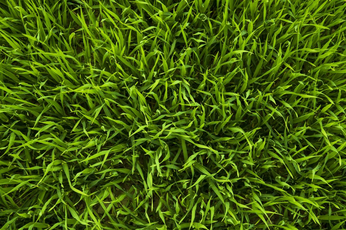Champ D'herbe Verte Pendant la Journée. Wallpaper in 6000x4000 Resolution