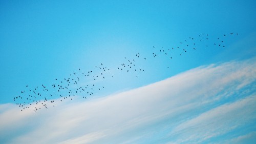 Image flock of birds flying under blue sky during daytime