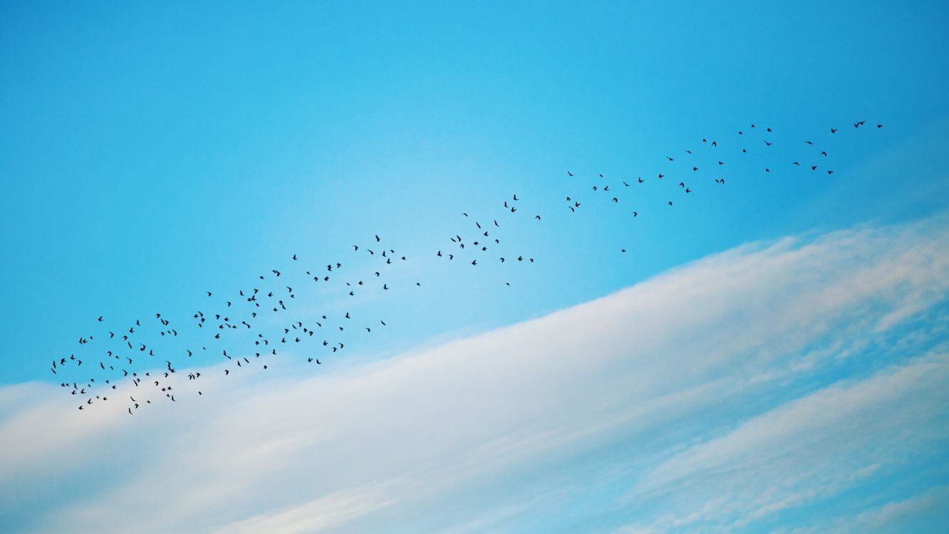 flock of birds flying under blue sky during daytime