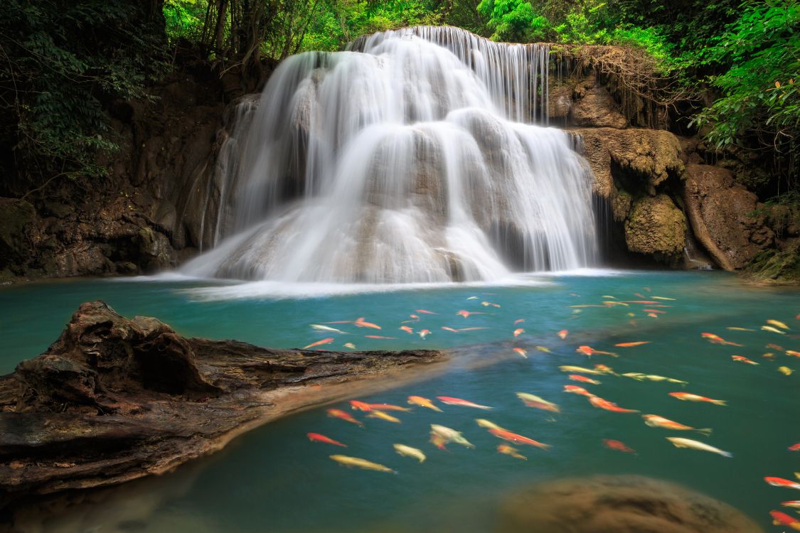 Water Falls in The Middle of The Forest. Wallpaper in 5760x3840 Resolution