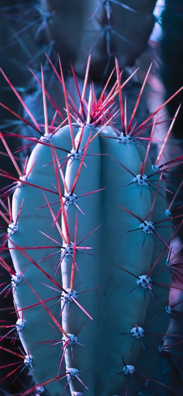 Image cactus, succulent plant, close up, pattern, pink