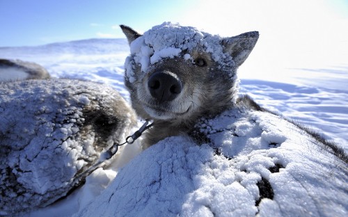 Image white and black short coated dog on snow covered ground during daytime