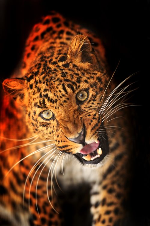 Brauner Und Schwarzer Leopard Mit Offenem Mund. Wallpaper in 2330x3500 Resolution