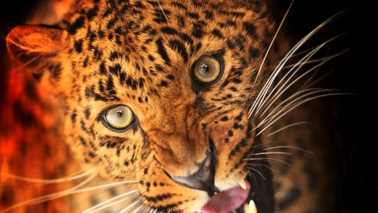 leopard laptop wallpaper hd
