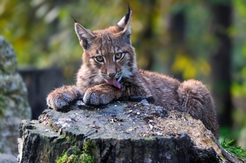 Image brown and black cat on gray rock