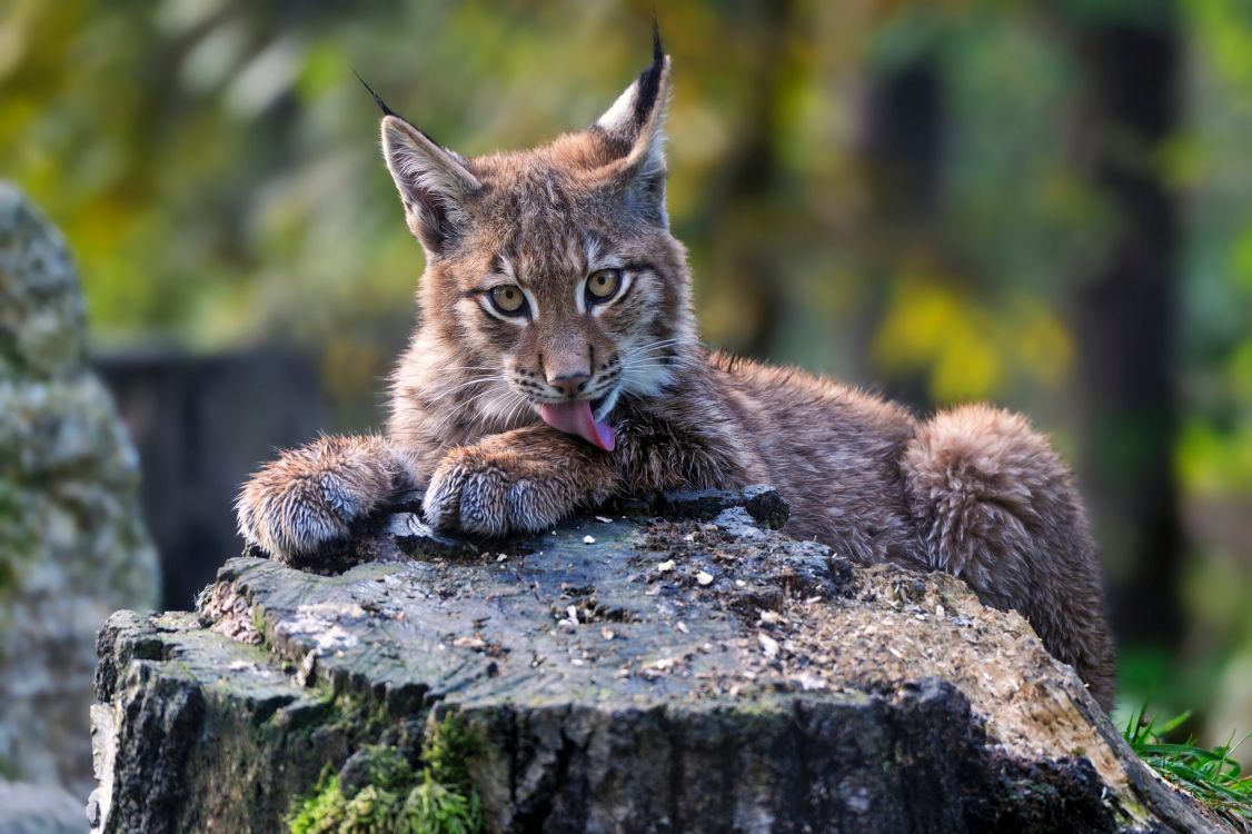 brown and black cat on gray rock