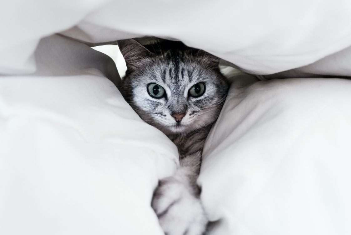 silver tabby cat on white textile