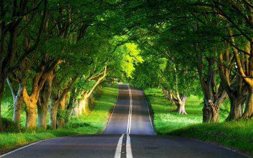 Image tree, nature, green, road, vegetation