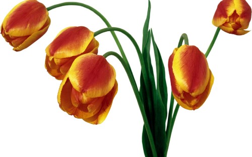 Image yellow and red tulips in white background