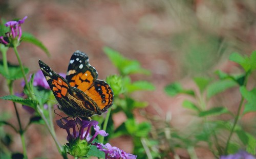 Image black and orange butterfly perched on purple flower in close up photography during daytime