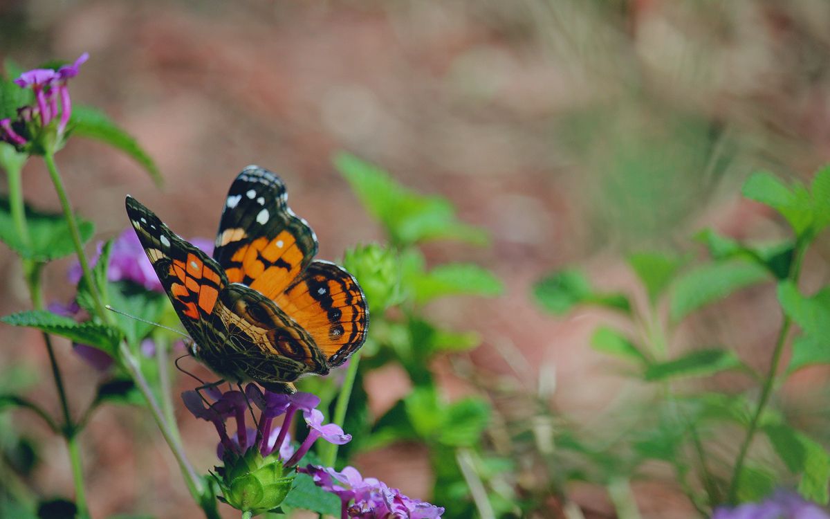 black and orange butterfly perched on purple flower in close up photography during daytime